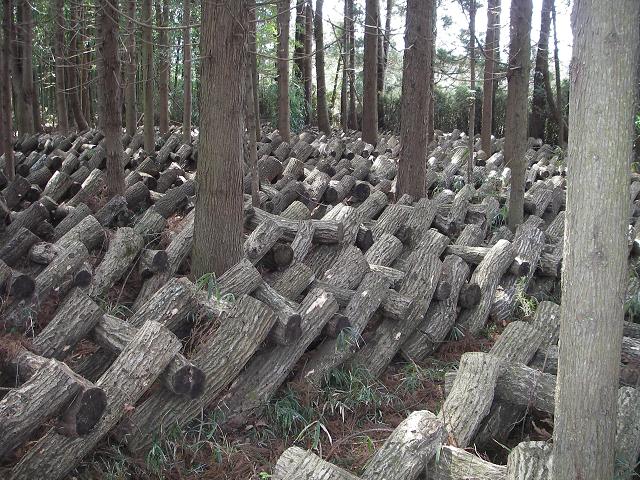 shiitake stammen netjes gerangschikt in een bos